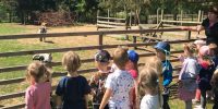 Grupa dzieci stoi przy ogrodzeniu i patrzy na kozy